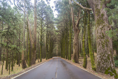 Road amidst trees in forest