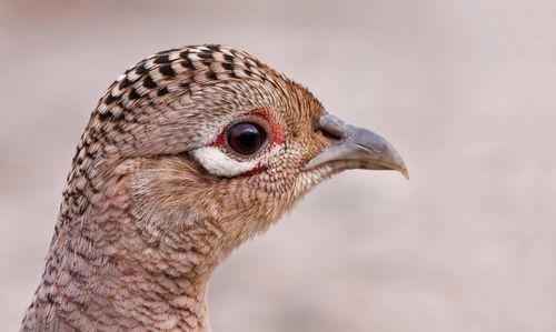 Close-up portrait of pheasant