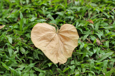 High angle view of dry leaf on field