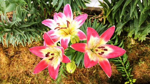 Close-up of pink day lily blooming outdoors