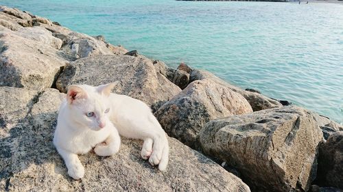 Portrait of cat on rock by sea