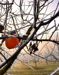 Fruits on tree against sky during sunset