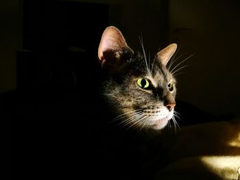 Close-up of cat sitting against black background