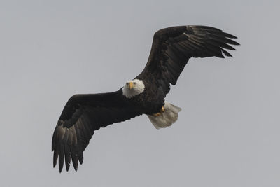 Low angle view of eagle flying against clear sky