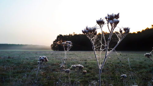 Close-up of flowering plants on field against sky