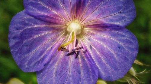 Close-up of purple flower blooming outdoors