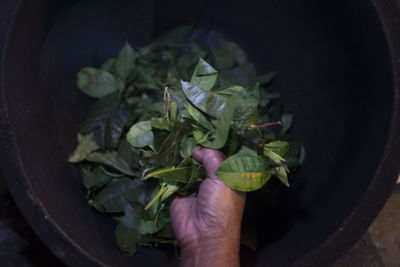 Close-up of hand holding leaves