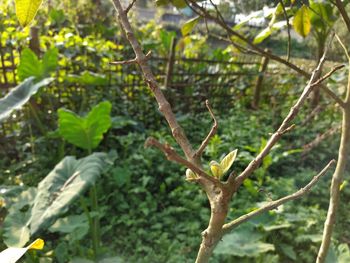 Close-up of lizard on tree branch in forest