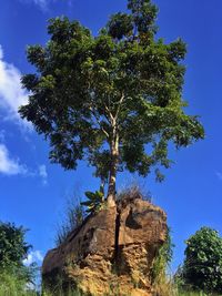 Low angle view of tree against clear blue sky