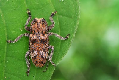 Close-up of insect on leaf