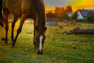 Horse grazing in field