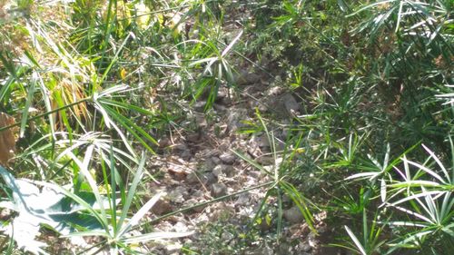 Close-up of plants growing on field