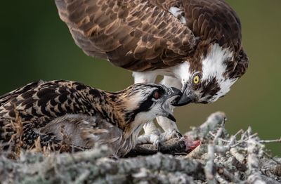 Close-up of ospreys 