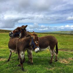 Donkeys standing on grassy field against cloudy sky