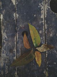 High angle view of dry leaves on table