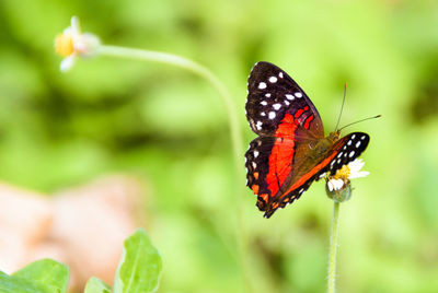 Close-up of butterfly pollinating flower