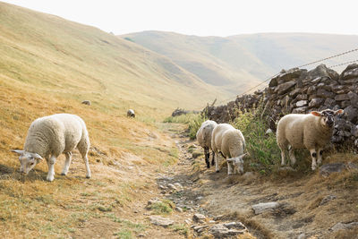 Sheep grazing on field