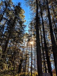 Low angle view of trees in forest