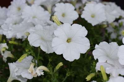 Close-up of white flowering plant in park