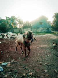 Dog walking in a street