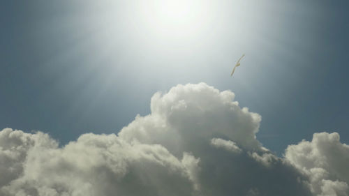 Low angle view of bird flying against sky