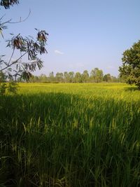 Scenic view of agricultural field against sky