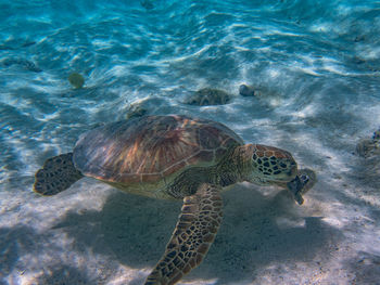 animal wildlife