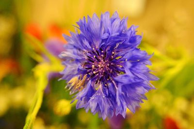 Close-up of purple blue flower