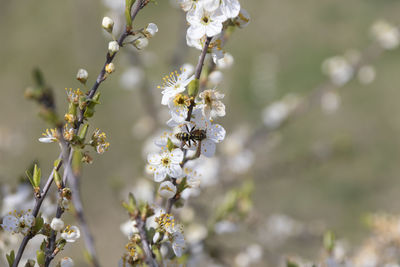 Close-up of white flowering plant against blurred background