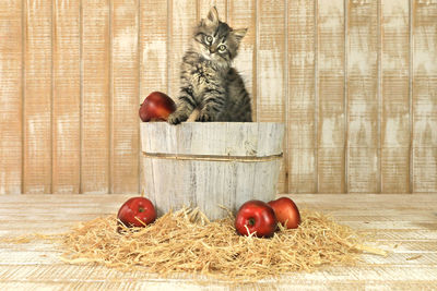 View of apples and cat