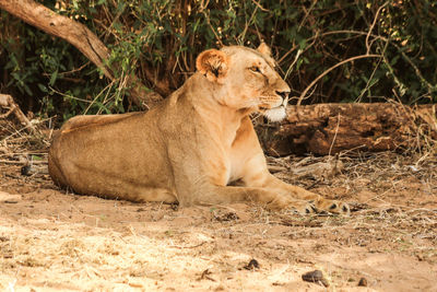 Lioness resting on field against plants