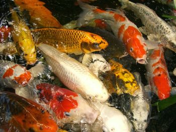 Close-up of fish in water