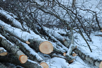 Snow covered log in forest during winter