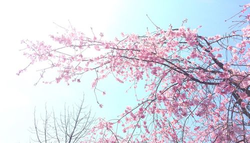 Low angle view of pink flowers