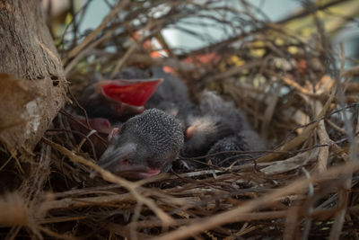 Close-up of birds in nest