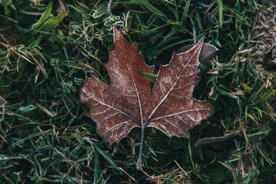 High angle view of dry maple leaf on land