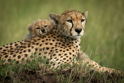 Close-up portrait of cheetah sitting with cub on grass