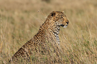 Close-up of leopard in grass