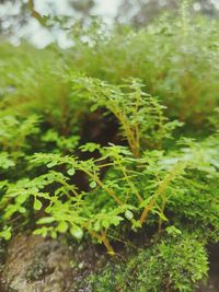 Close-up of plant growing on field