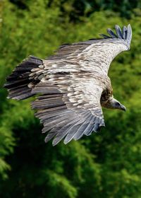 Close-up of eagle flying