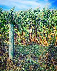 Crops growing on field against sky