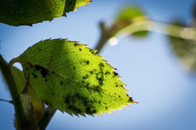 Low angle view of plant against sky