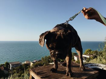 Horse by sea against clear sky