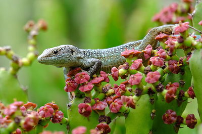 Close-up of lizard on pink flower