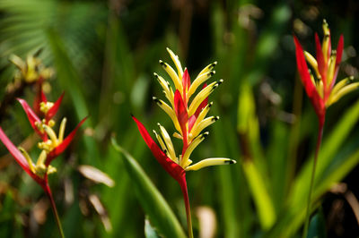 Bright heliconia flowers close up. exotic tropical flowers floral background