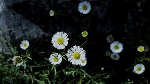 High angle view of white flowers blooming outdoors