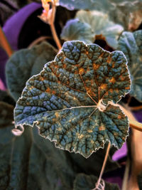 Close-up of dried leaf on plant