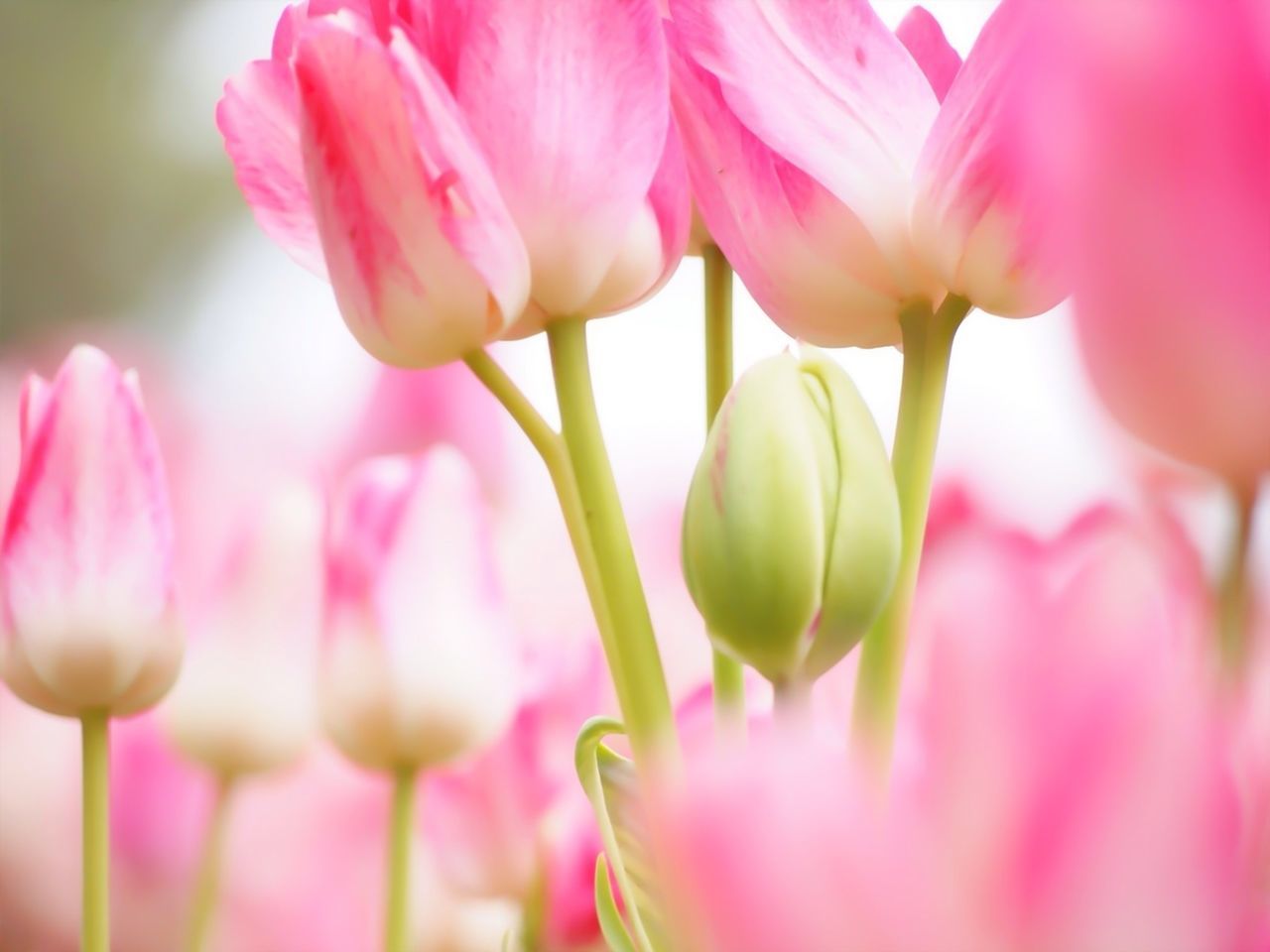 flower, freshness, petal, fragility, flower head, pink color, growth, beauty in nature, close-up, nature, tulip, stem, focus on foreground, plant, bud, blooming, in bloom, selective focus, pink, blossom