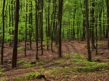 Trees in forest