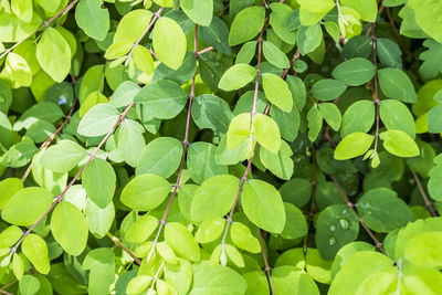 Full frame shot of leaves